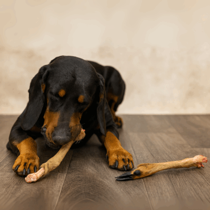 Reh-Läufe für Hunde