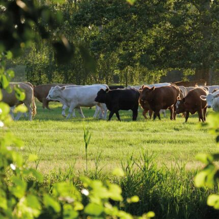 Angus Rinderfett/Talg