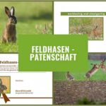 Feldhasen-Patenschaft
