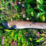 Reh-Läufe für Hunde – Bild 2