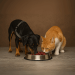 Reh-Fleisch für Hund & Katze